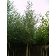 Саженцы ивы Саженцы лиственных деревьев фото