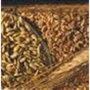 Семена пшеницы пшеница пшеница мягкая пшеница твердая фотография