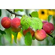 Саженцы яблонь Саженцы яблонь сорта Алтайское румяное Саженцы плодовых деревьев фото