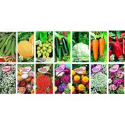 Пакетированные семена овощных культур