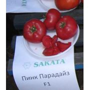 Семена помидоров Семена томата Пинк парадайс. Высокорослые томаты Ранние томаты Розовые томаты