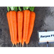 Семена моркови ЛАГУНА F1 Laguna