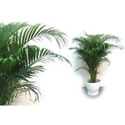Пальмовые растения комнатные фотография