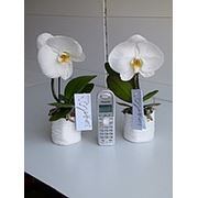 Цветы комнатные Орхидея фаленопсис гибридный Комнатные цветы и растения фото