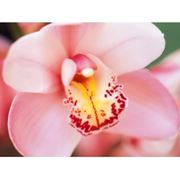 Орхидеи фотография