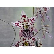 Орхидеи декоративные фото