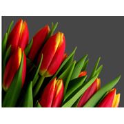 Тюльпаны голландские 7 сортов рассада однолетних цветов фото