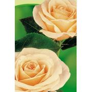 Роза чайно-гибридная (крупноцветковая) Шопен