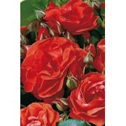 Розы плетистые Фламенко фотография