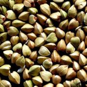 Семена гречихи Семена гречихи оптом Семена гречихи в Казахстане Гречиха