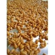 Семена яровой пшеницы купить в Казахстане фото