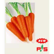 Семена моркови Абако F1 фото