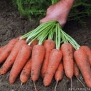 Семена моркови Шантане Комет Семена моркови Шантане Комет Голландские семена. фотография