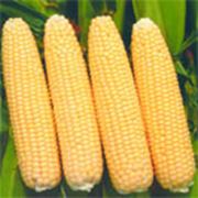 Семена кукурузы сахарной Челленджер F1 (Challenger) фото