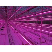 Светильники фитодиодные для теплиц Светодиодный биосветильник. фото