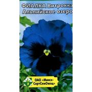 Фиалка Витрокка Альпийское озеро группа Швейцарские великаны