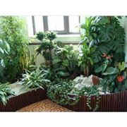 Растения комнатные фото