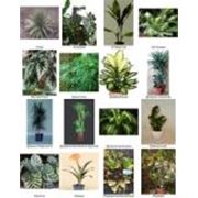 Растения комнатные фотография