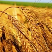 Пшеница фуражная - третий класс