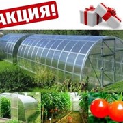 Теплица Сибирская Стальная 3х6,4,8,10 м. Гарантия фото