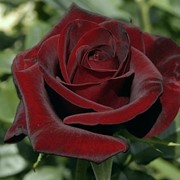 Саженцы роз черная магия годичная, возможно доставка, имеется боле 5000 штук