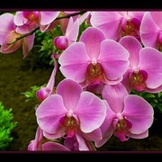 Семена Орхидеи (микс-10 цветов в одной упаковке)Китай