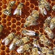 Пчелосемья и пчелопакет 2016г фото