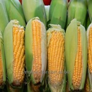 Семена кукурузы Оржица фото