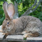 Кролик Немецкий ризен (фландр) фото