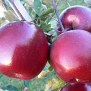 Саджанці яблуні фото