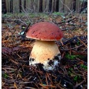 Белый гриб Сосновый фото