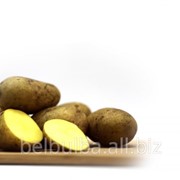 Картофель семенной сорт Кроне Элита фотография