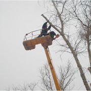 Обрезка веток деревьев фото
