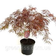Клен дланевидный Кримсон Куин -- Acer palmatum Crimson Queen