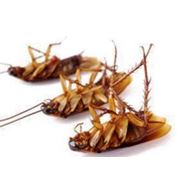 Уничтожение тараканов Алматы Казахстан фото