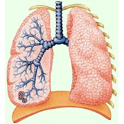 Лечение заболеваний органов дыхания