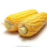 Кукуруза для пищевых концентратов и продуктов фотография