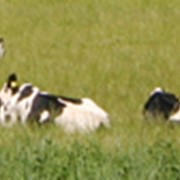 Премикс для дойных коров в летний период фото