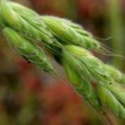 Пшеница озимая Актер,заказать,купить,продажа,цена,Украина,оптом,розница фотография