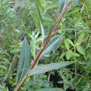 Ива Salix alba Tristis Обхват ствола 16-18 фотография