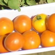 Сорта и гибриды помидора Сонячне Коло фото