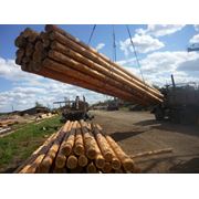 Продажа Деревянные опоры столбы линий электропередач (ЛЭП) фотография