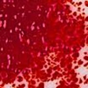 Стеклянная крошка «красный опал» COE 82 порошок 1000 гр. фотография
