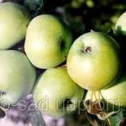 Саженцы яблони сорт "Симиренковец" опт и розница
