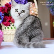Очень красивые британские котята фотография