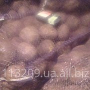 Свекла столовая фото