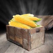 Семена кукурузы сорт НК Фалькон фото