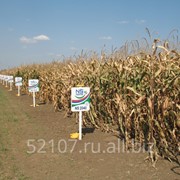 Семена кукурузы NS SEME.