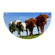 Ветеринарные препараты для крупного рогатого скота фотография