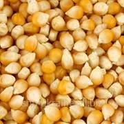 Кукуруза сельскохозяйственная фото